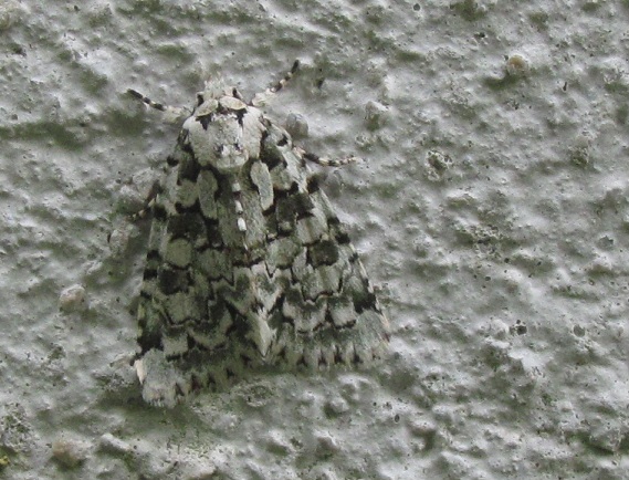 Nyctobrya (Bryopsis) muralis, Noctuidae